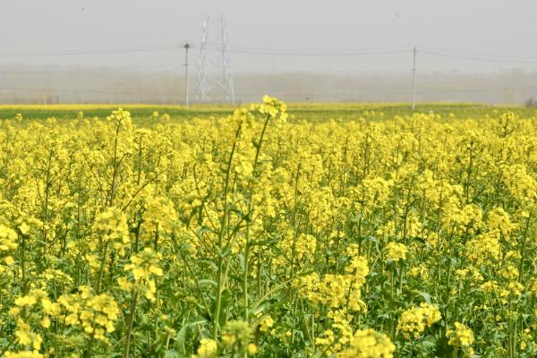 怎么避免油菜提前抽薹开花，需适时播种、满足油菜兑水肥的需求