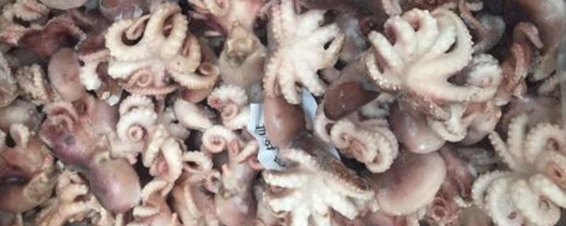 八爪鱼和墨鱼有什么区别