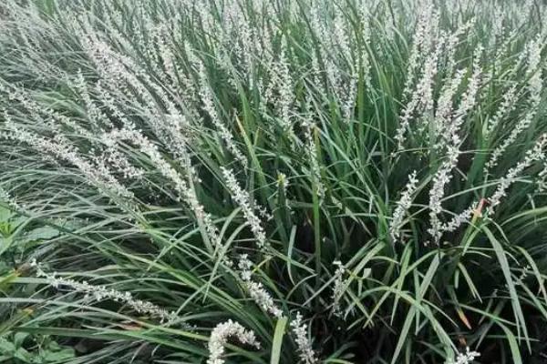 吉祥草的花语是什么，喜庆临门、福禄双至是它的花语