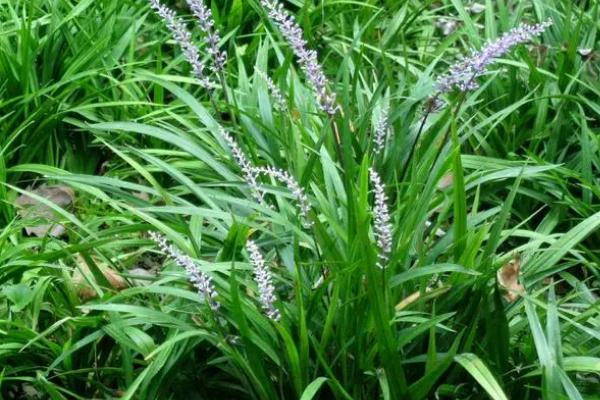 吉祥草的花语是什么，喜庆临门、福禄双至是它的花语