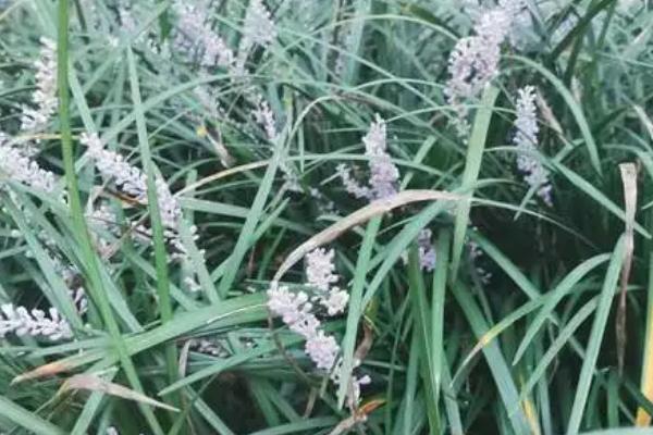 吉祥草的花语是什么，喜庆临门、福禄双至是它的花语