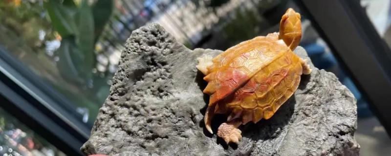 枫叶龟吃什么