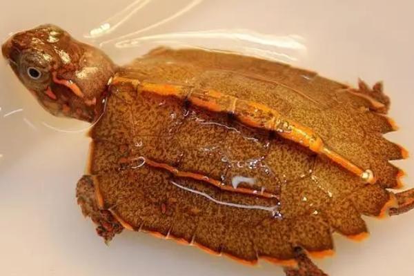 枫叶龟吃什么，动物性食物和植物性食物都可以喂