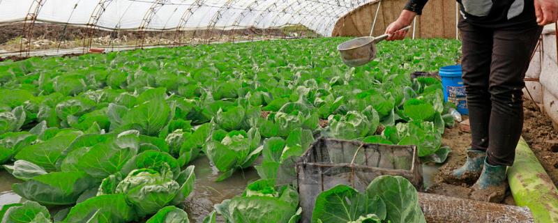 大棚蔬菜追施沼液肥的要点