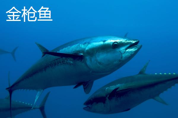 吞拿鱼和金枪鱼的区别，二者是同一种鱼类