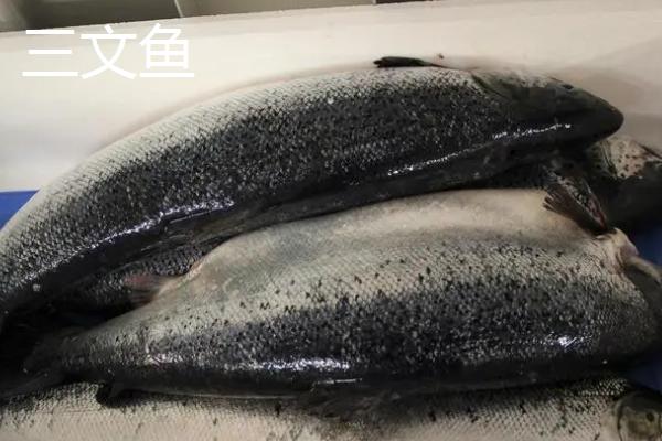 吞拿鱼和金枪鱼的区别，二者是同一种鱼类