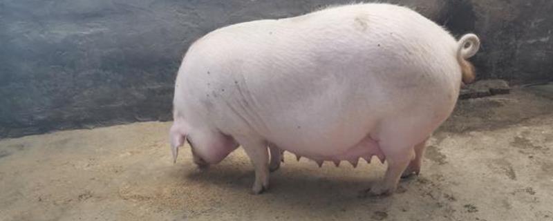 母猪吃什么东西可以多产仔