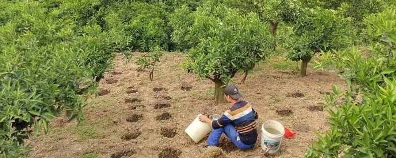 橙子树春季水肥管理技术