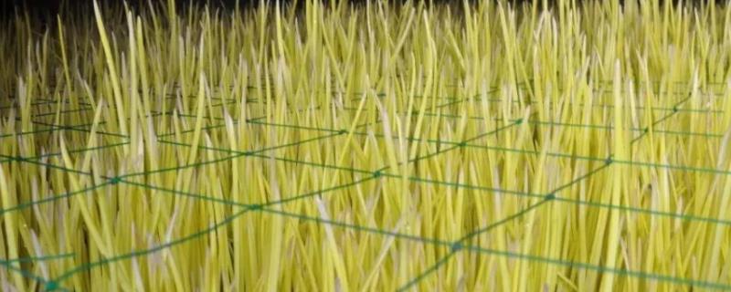 蒜黄的种植时间