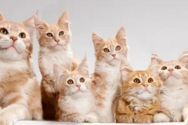 猫能吃杨梅吗，杨梅果核较大不适合猫吃