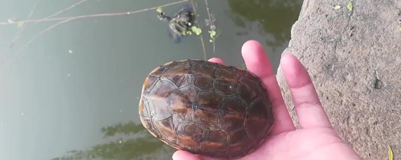 如何放生乌龟