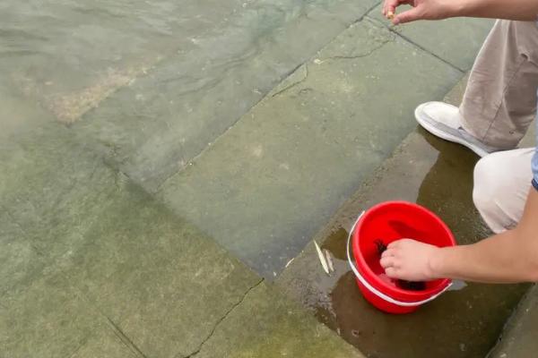如何放生乌龟，需选择无污染的水域作为放生地点