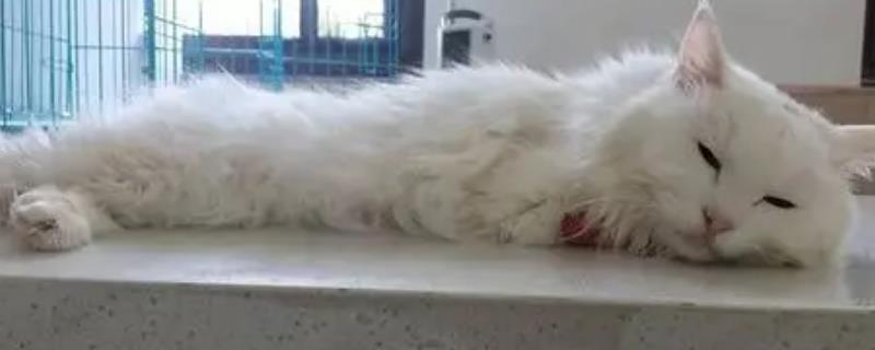猫贫血如何解决