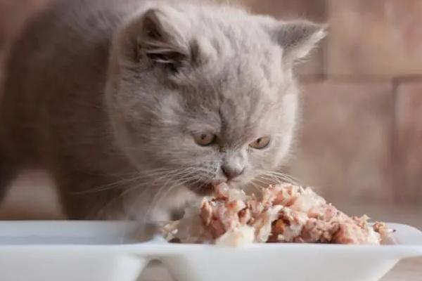 猫贫血如何解决，可多喂猪肝、瘦肉等富含铁元素的食物