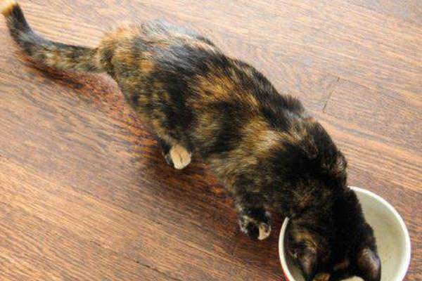 猫贫血如何解决，可多喂猪肝、瘦肉等富含铁元素的食物