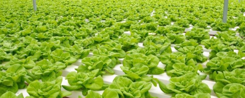 生菜的无土栽培方法