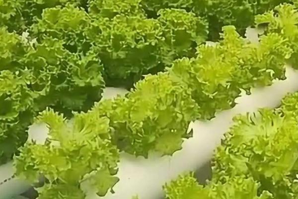 生菜的无土栽培方法，可在育苗盘中加水播种