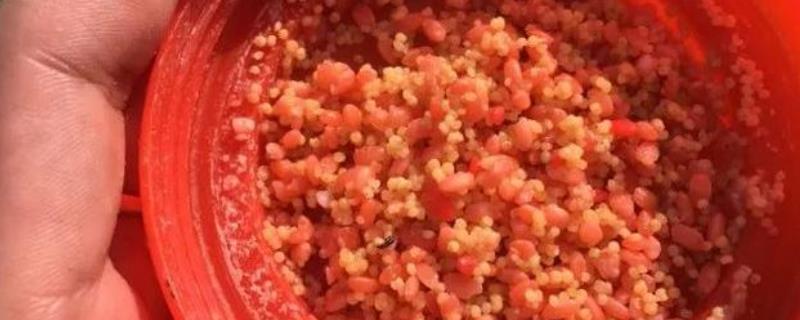 野钓鲫鱼酒米的制作方法