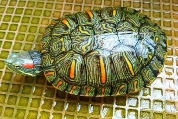 格兰德彩龟可以长到多大，体型通常能达到30厘米左右