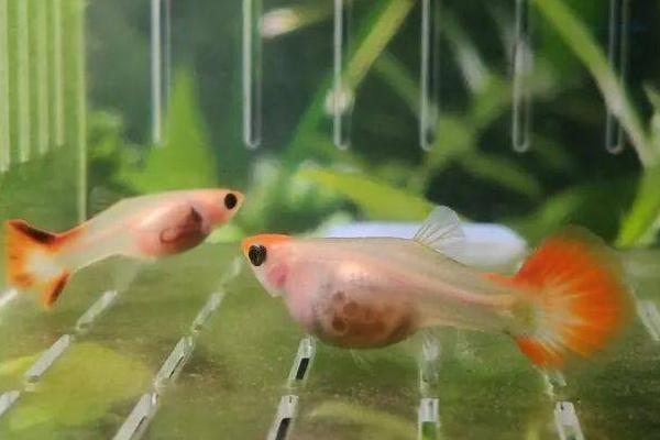 孔雀鱼可以近亲繁殖吗，近亲繁殖可保证品种纯正