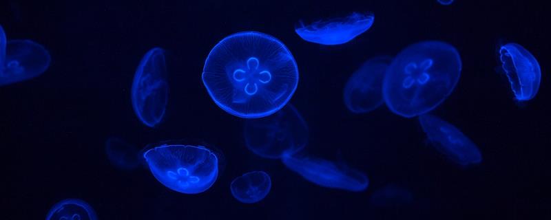 海月水母的寿命