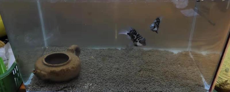 养鱼鱼缸水浑浊怎么办