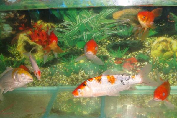 养鱼鱼缸水浑浊怎么办，需要及时进行换水