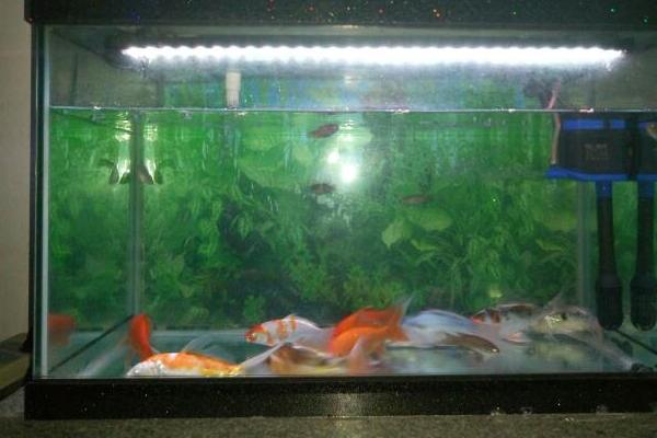 养鱼鱼缸水浑浊怎么办，需要及时进行换水