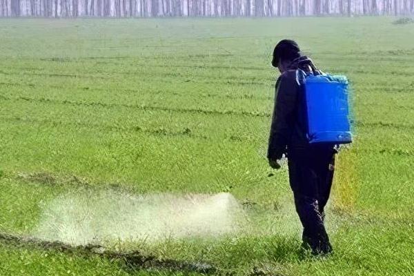 喷除草剂多久下雨没事，与除草剂种类有关
