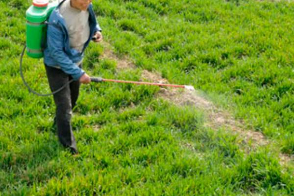 喷除草剂多久下雨没事，与除草剂种类有关