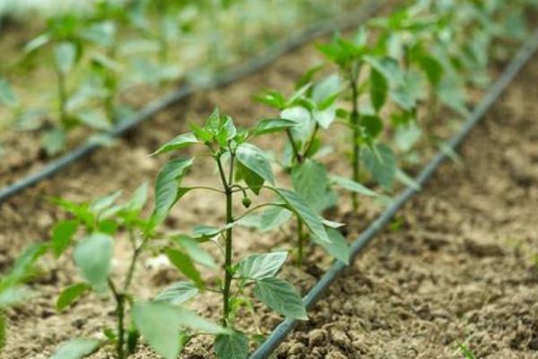 种植辣椒用哪种土壤较适合，疏松肥沃的微酸性或中性土壤为宜