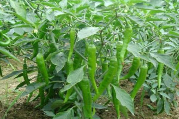 种植辣椒用哪种土壤较适合，疏松肥沃的微酸性或中性土壤为宜
