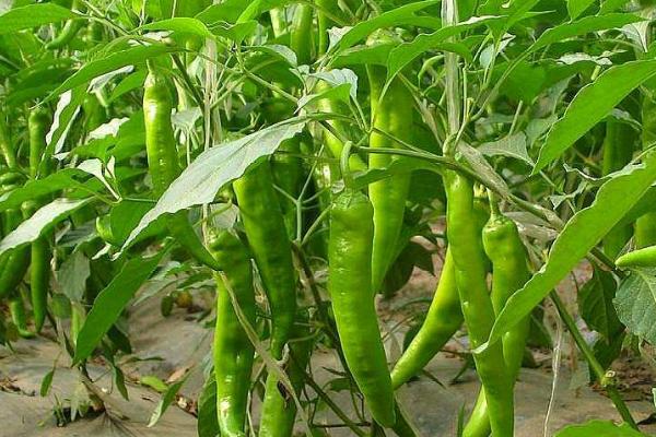 种植辣椒用哪种土壤较适合，疏松肥沃的微酸性或中性土壤为宜