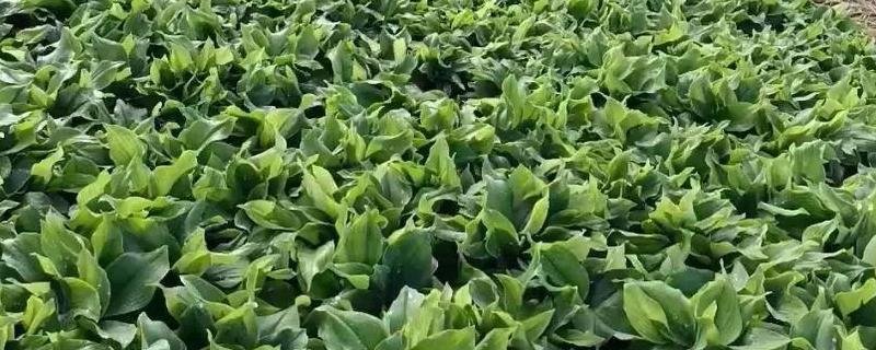 种沙姜适合用什么土壤