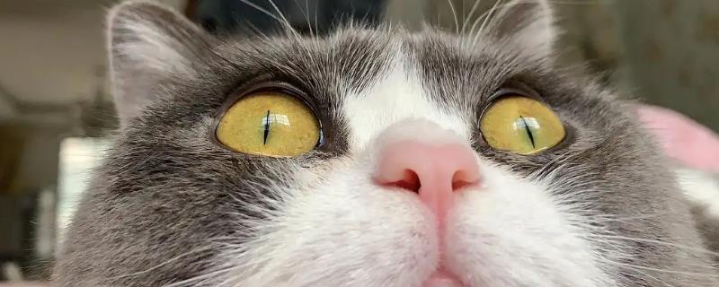猫咪眼线虫的症状