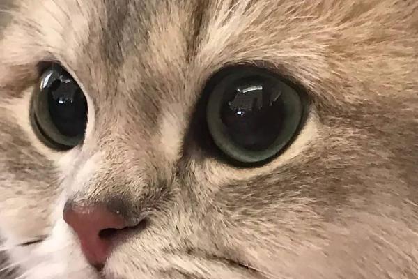 猫咪眼线虫的症状，初期一般会频繁抓挠眼部