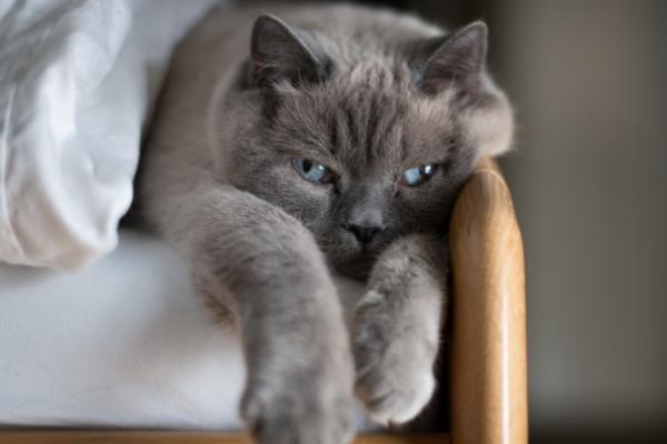 猫咪眼线虫的症状，初期一般会频繁抓挠眼部