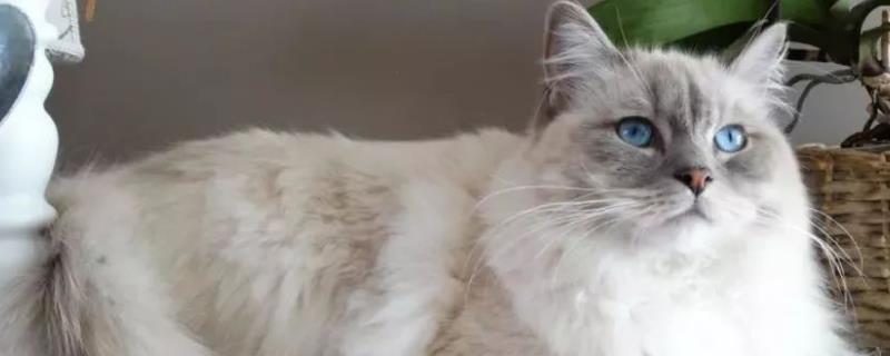 猫的怀孕期