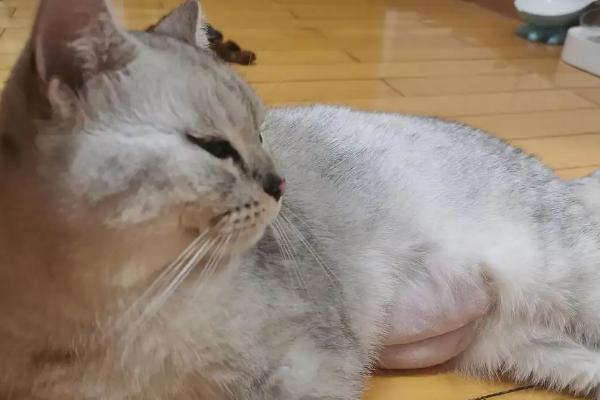 猫的怀孕期，大概为58-66天左右