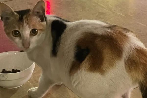 猫的怀孕期，大概为58-66天左右