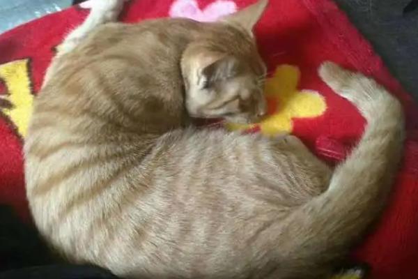 猫的怀孕期，大概为58-66天左右