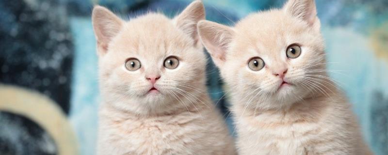4个月的公猫能否让母猫怀孕