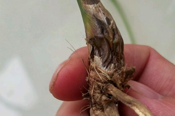 怎么防治霞草茎腐病，生长期间要注意放风排湿