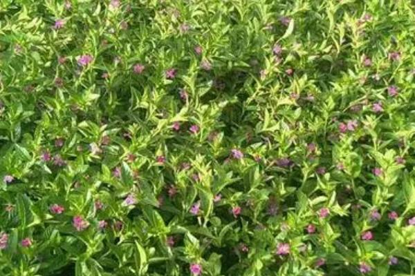 怎么防治霞草茎腐病，生长期间要注意放风排湿