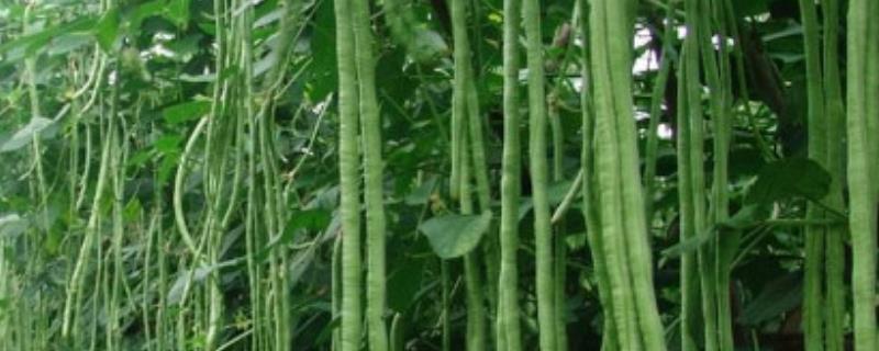 豆角怎么种才能高产