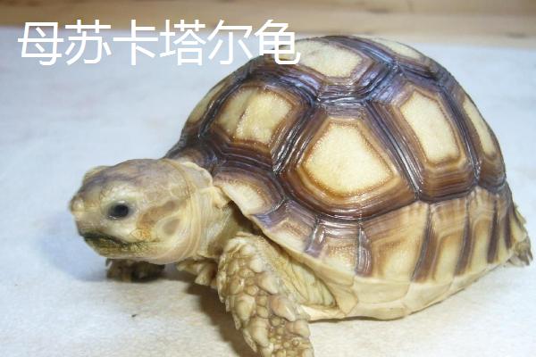 苏卡塔尔龟如何区分公母，小龟可通过腹甲的甲片形状来区分
