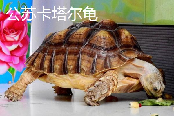 苏卡塔尔龟如何区分公母，小龟可通过腹甲的甲片形状来区分