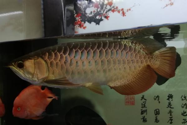 过背金龙鱼多大停止爬背，3年左右就停止爬背了