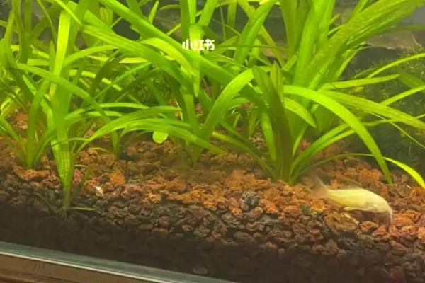 养殖水兰水草的方法，平时要提供充足的散射光