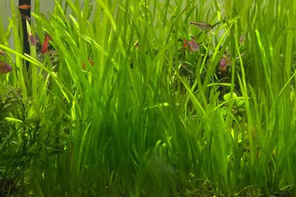养殖水兰水草的方法，平时要提供充足的散射光